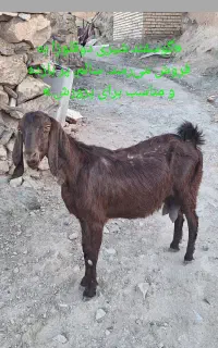 شتر لامصب
