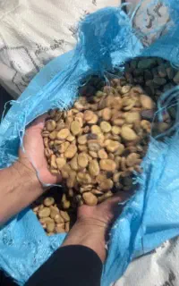 باقالی درجه یک خوراک دام تمیز شده