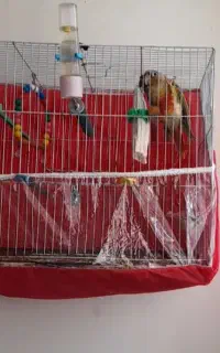 قفس پرنده