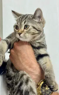 بیریتیش اسکاتیش