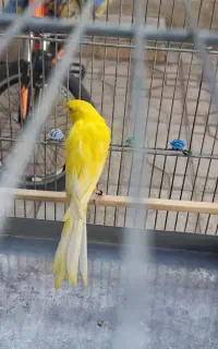 قناری رسمی بلند