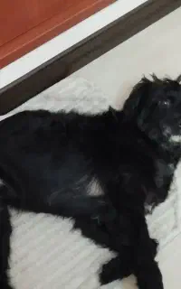 واگذاری کاملا رایگان سگ نر،تریر،حمایتی،امداد شده