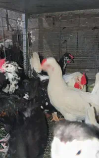 نژاد اصیل لری ،گلین لری