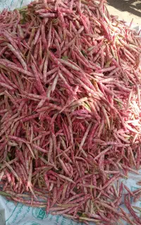 لوبیا چیتی