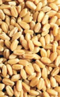 فروش گندم بذری کوهدشت وجو