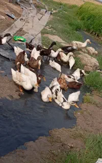 23عدداوردک