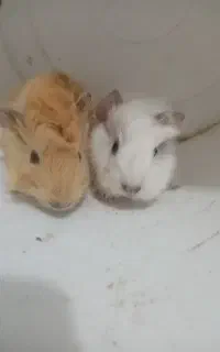بچه خوکچه وخرگوش