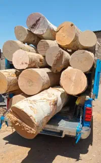 خرید چوب  باغی و چنار و گردو صنوبر و....