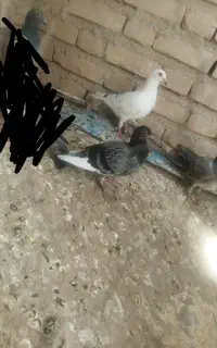 مجسمه کبوتر