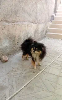 سگ گم شده