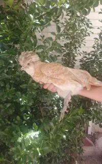 مرغ لهستانی 8 ماهه
