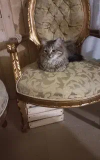 واگذاری گربه نر