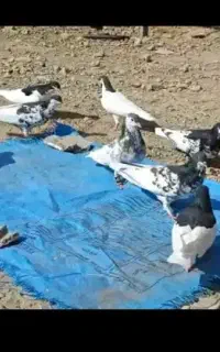 کفتر دسته ۸ تای یال گلدار دونه ۳۸۰