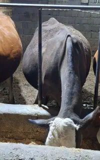 گاو سمینتال مور