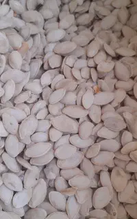 تخمه کدو