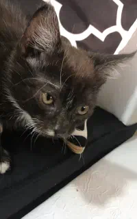 بچه گربه نر