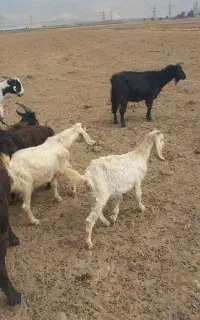 گوسفند