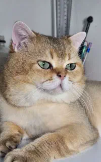 بریتیش گلد مو‌لد برا‌ی جفت‌گیر‌ی