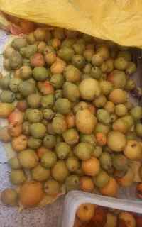 وسایل فست فود