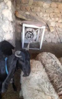 فروش بزغاله نجدی