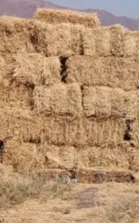یونجه پرس درجه1