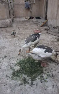 غاز محلی