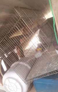 قفس پرنده