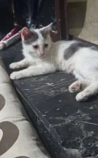 گربه