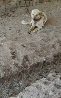 سگ دورگه پژدر