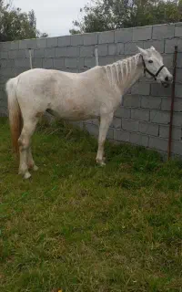 معاوضه با نریان