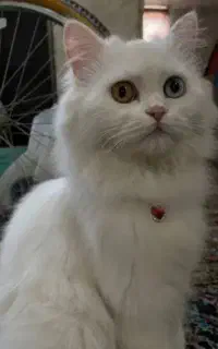 گربه ماده