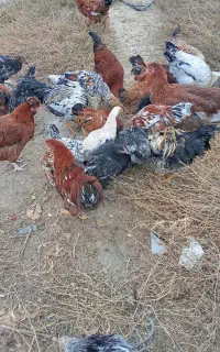 فروش 100عدد مرغ گلین تخم گذار گذار