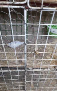 کبوتر ی ا ک ری م