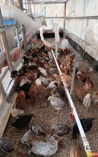 جوجه مرغ و خروس گلپایگانی اصلاح نژاد شده