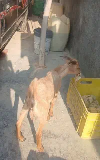 بز نر ۱۰ ماهه