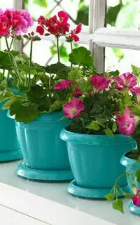 نیازمند ضامن تامین اجتماعی