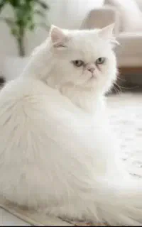 پرشین نر
