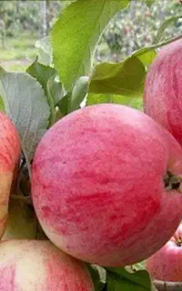 کلی زحمت می‌کشی ولی سیبهات همه پا درختی میشه