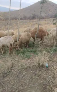 بره ماده