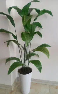 گل پرنده بهشتی