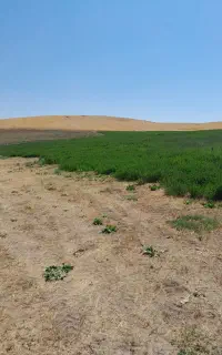 فروش یونجه  چین دوم  درجه  ۱