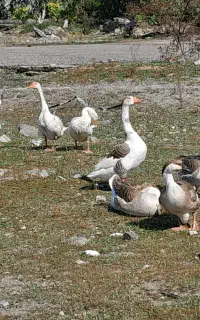 تخم غازمحلی و قوغاز قاطی نطفه دار