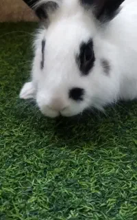 واگذاری خرگوش