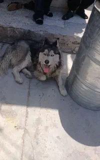 سگ هاسکی بازی گوش