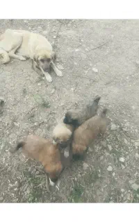واگذاری سگ و توله سگ