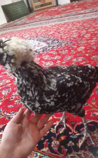 مرغ لهستانی کاکلی زیبا