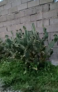 فروش انواع گل