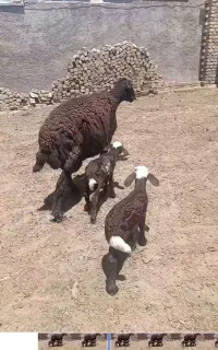 میش و بره