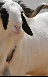 پخش و فروش گوسفند زنده سلامت