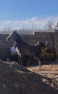 اسب